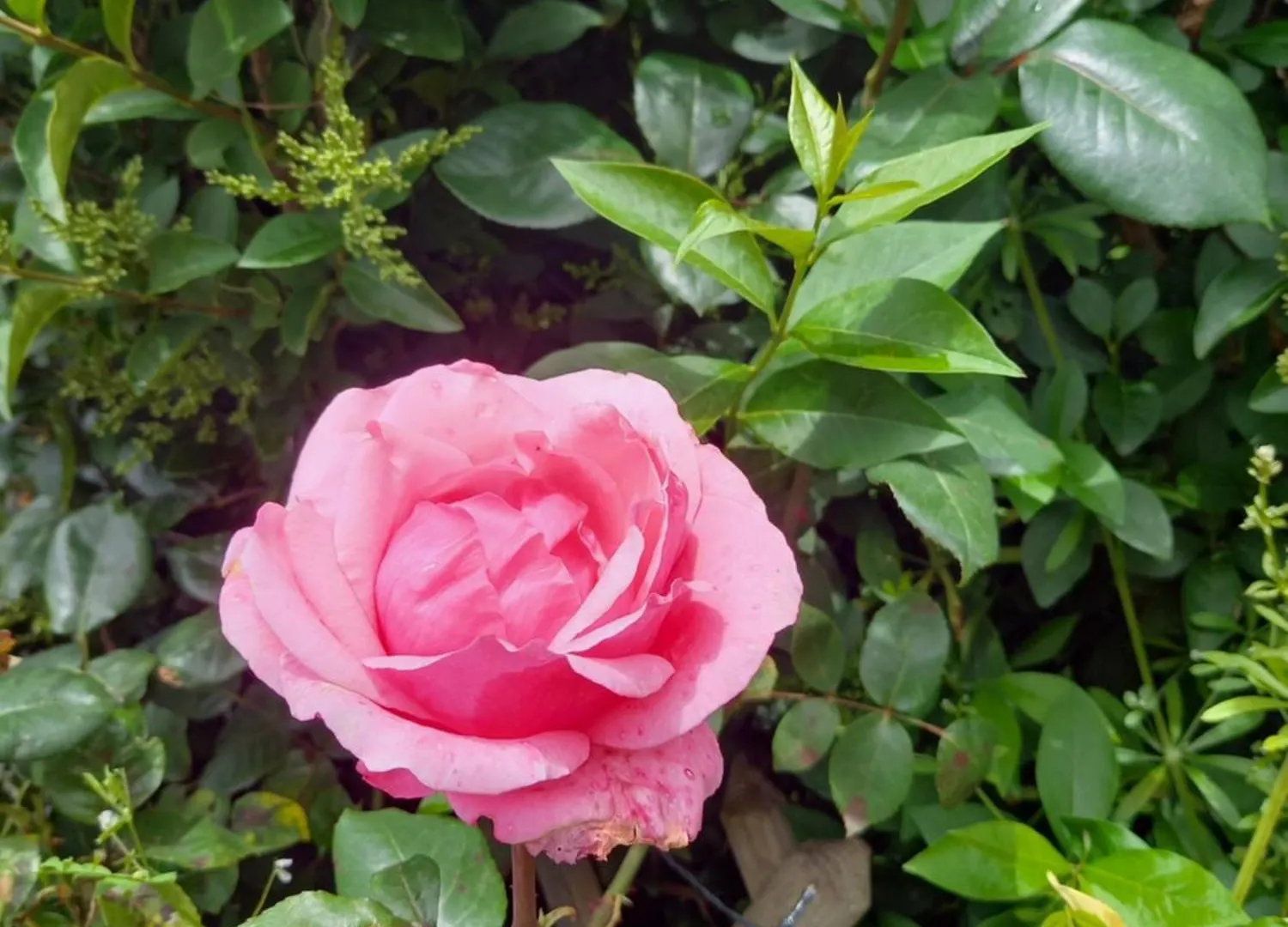 Aux Roses Villa Vrolle